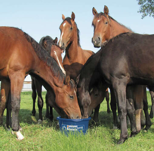 seo horslyx reiten pferd